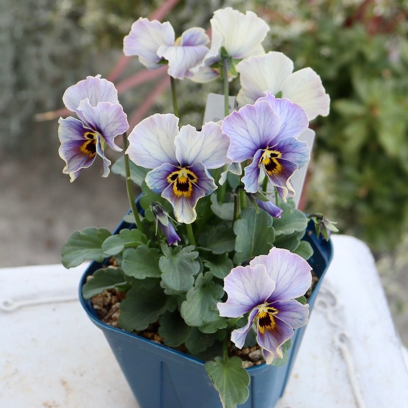 画像で花色を選べる!!サトウ園芸さんのビオラ・ヌーヴェルヴァーグ