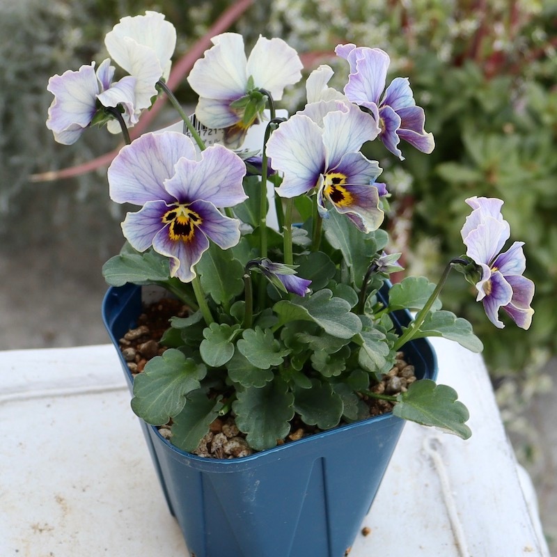 画像で花色を選べる!!サトウ園芸さんのビオラ・ヌーヴェルヴァーグ
