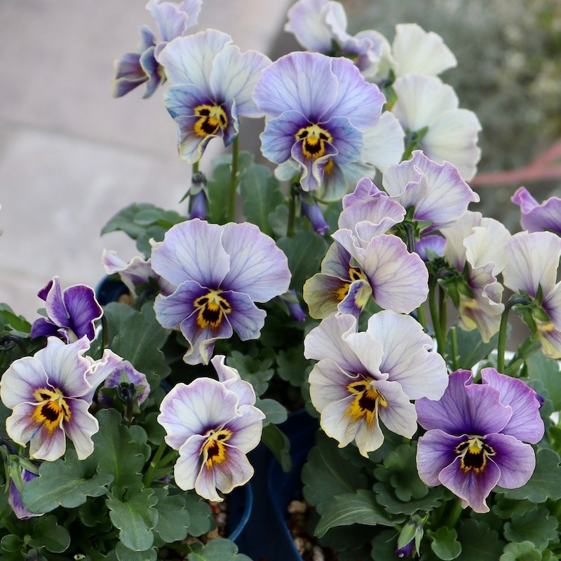 画像で花色を選べる!!サトウ園芸さんのビオラ・ヌーヴェルヴァーグ