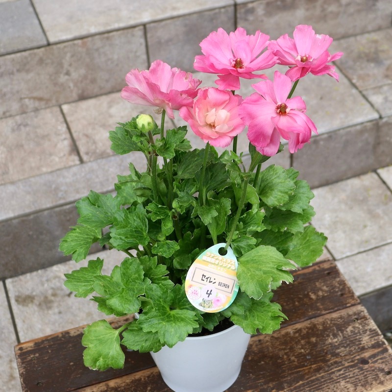 画像の現品!! 【5号鉢】綾園芸さんのラナンキュラス「セイレン」2024年4番