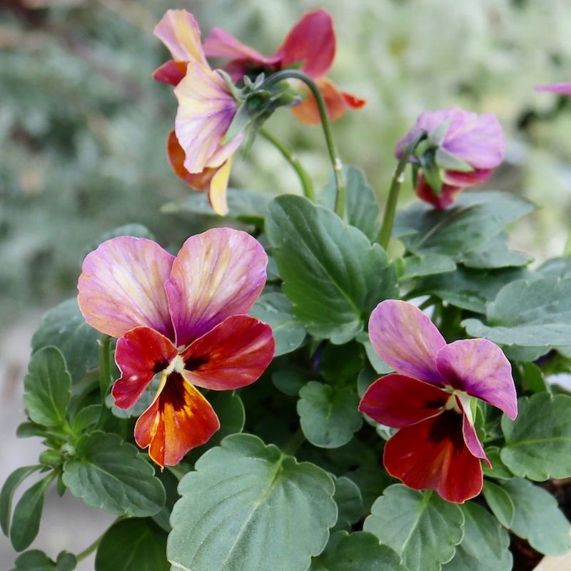 エクアドル エドゥアルド・ベガ フラワーベース ヴィンテージ 稀少 エクアドル エドゥアルド・ベガ フラワーベース ヴィンテージ 稀少