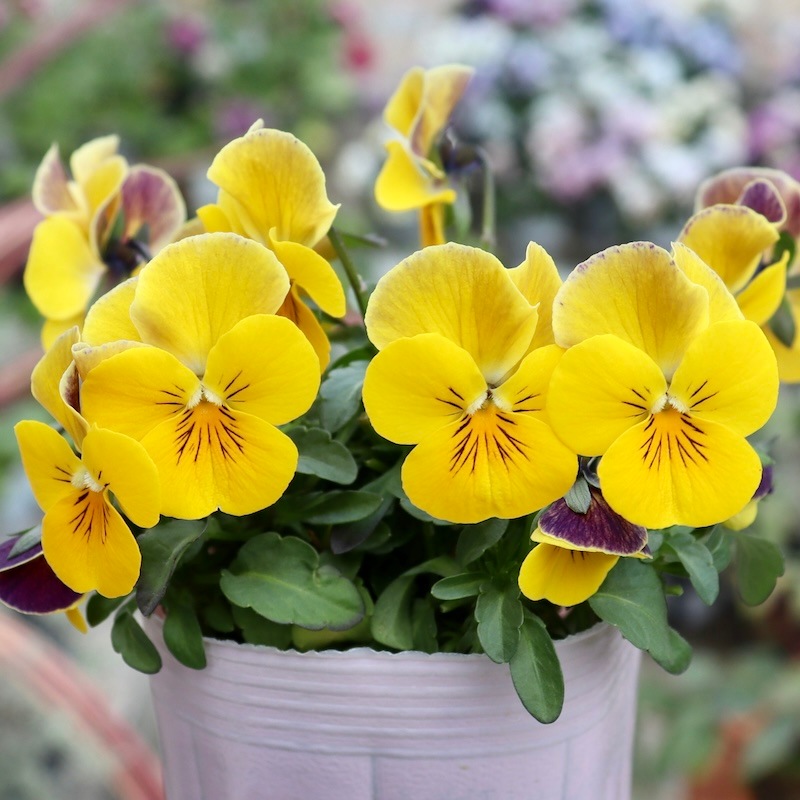 画像の現品1点限り!!花夢園芸さんのオリジナルビオラ＜79番＞