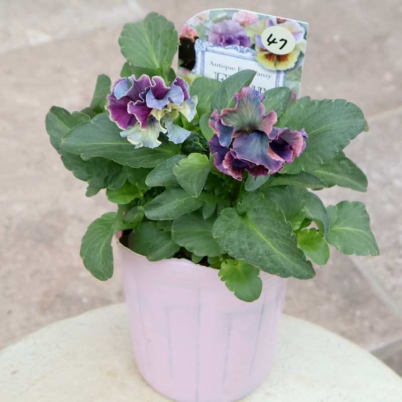 RYU様専用【現品】R-gardenオリジナルフリルパンジーフルール