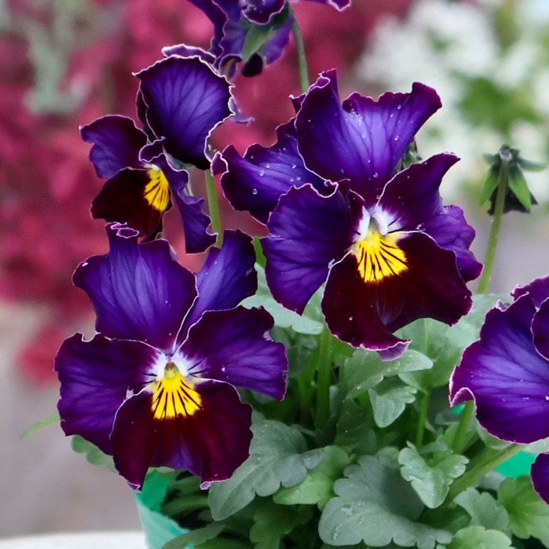 画像の現品1点限り☆ビオラ・ヨコハマセレクション「フレアブルー」10番