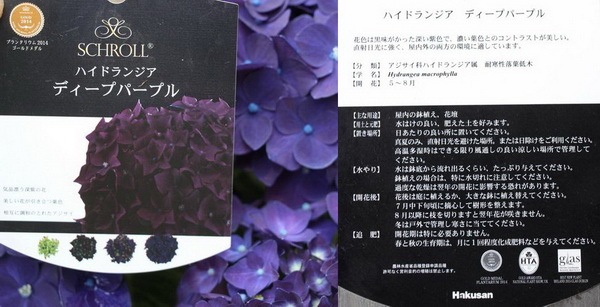☆ハイドランジア☆アジサイ☆パープルシルバー☆5号鉢☆激レア☆商品説明確認要☆ 7号鉢】ハイドランジア(アジサイ)ディープパープル