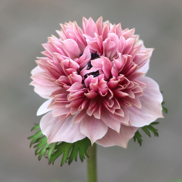 アネモネ オーロラ アンティークピーチ 大ポット