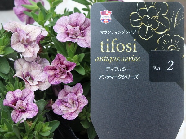 ジョルディカワムラさんのティフォシー・アンティークシリーズ「No.2