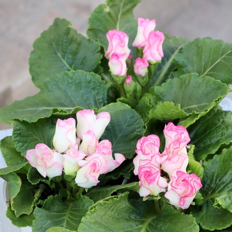 プレミアム・バラ咲きプリムラ・ジュリアン「ブライダルベル」