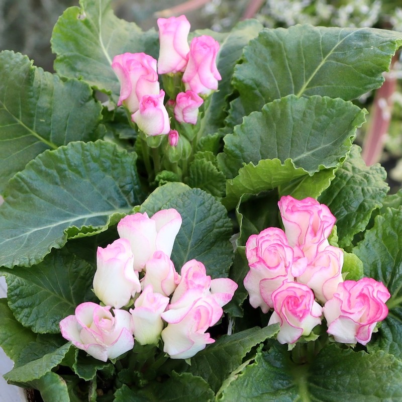 プレミアム・バラ咲きプリムラ・ジュリアン「ブライダルベル」