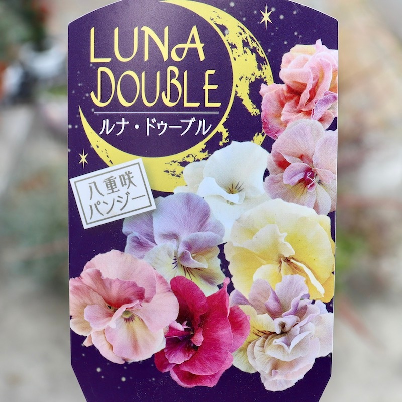 画像の現品1点限り☆八重咲きパンジー「ルナ・ドゥーブル」40番