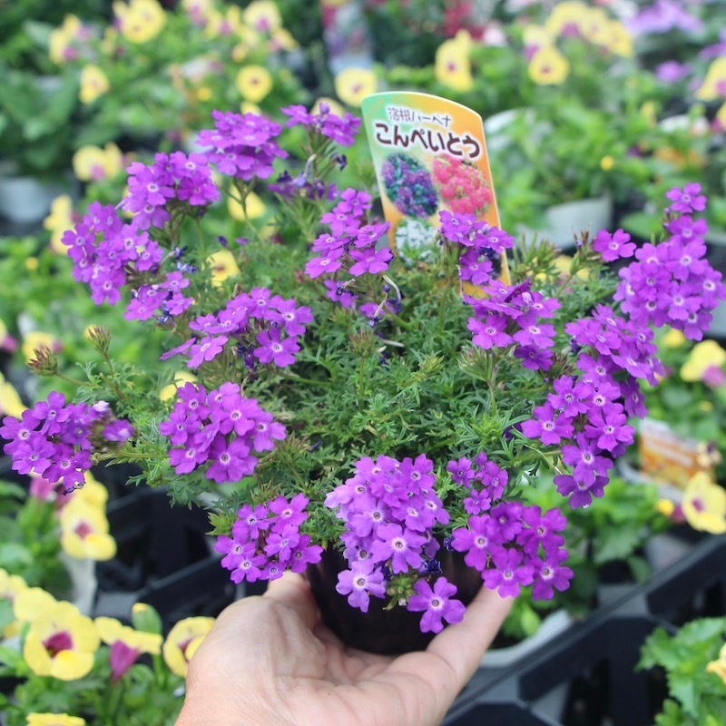 宿根バーベナ こんぺいとう パープル 3号ロングポット