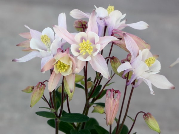 西洋オダマキ「ピンク」(3.5号ポット)