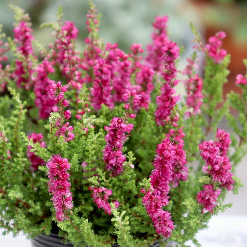 8_000000003422.jpg?1728309824