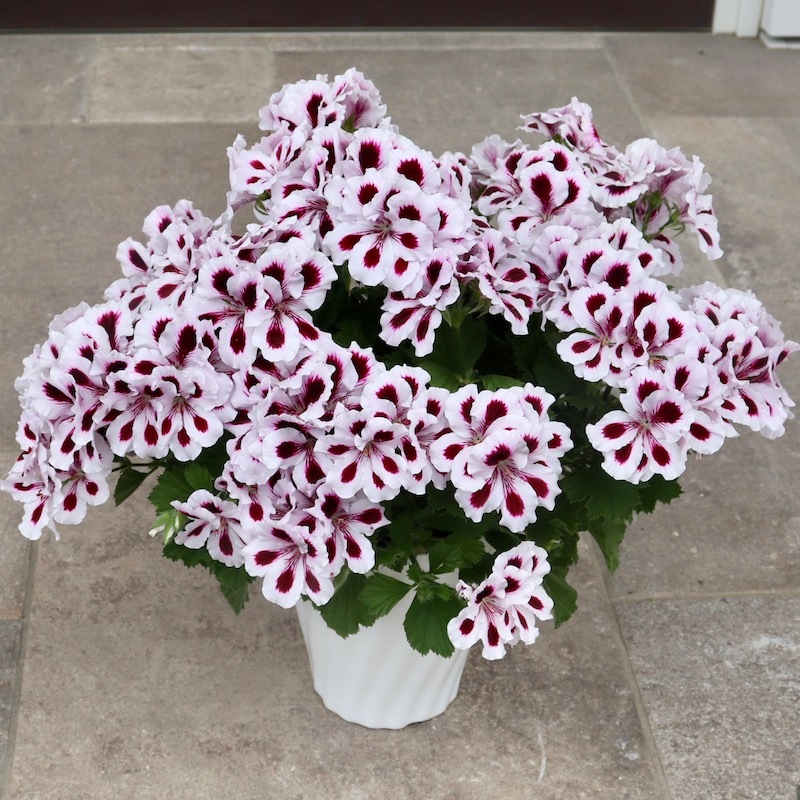 画像の現品1点限り!!【5号鉢】PAC社ペラルゴニウム・アリスト