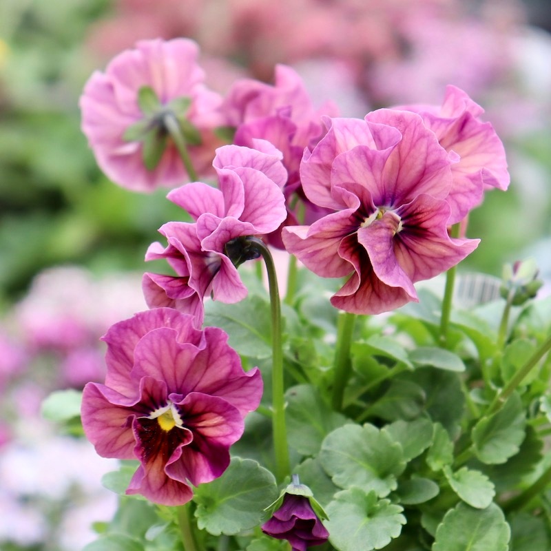 画像で色を選べる!!高知・植田さんのフリル咲きビオラ「マーブル」33番