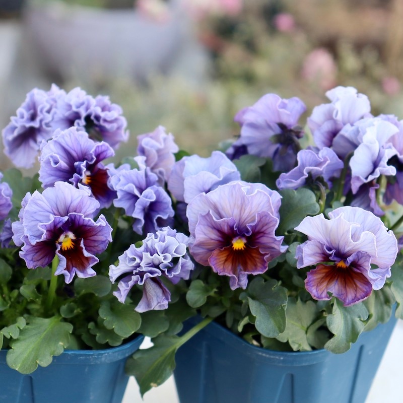 画像で花色を選べる!!サトウ園芸さんのビオラ・ヌーヴェルヴァーグ