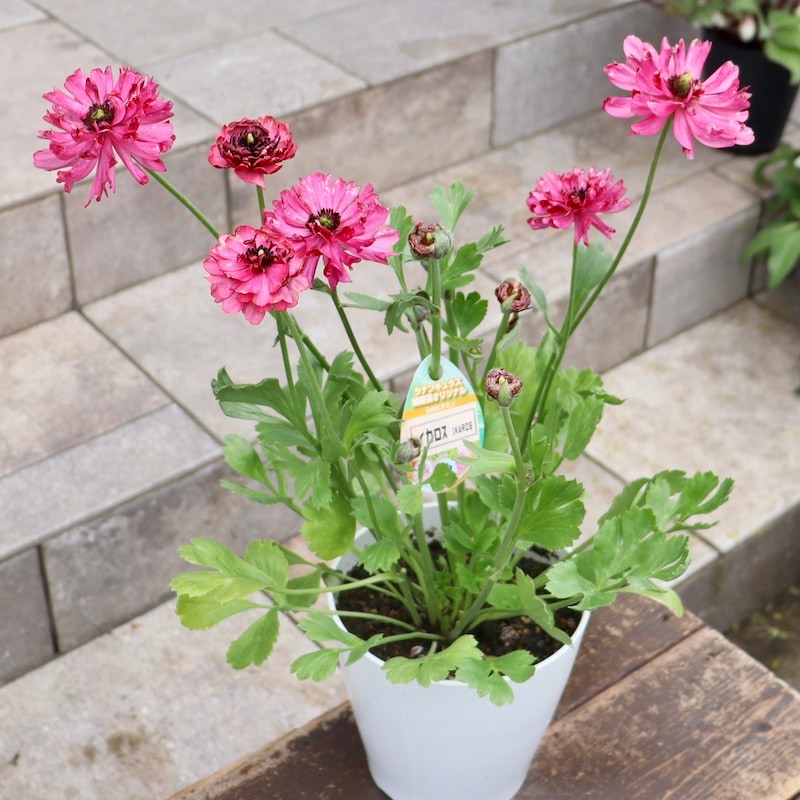 希少品☆現品1点限り!! 綾園芸さんの変わり咲きラナンキュラス