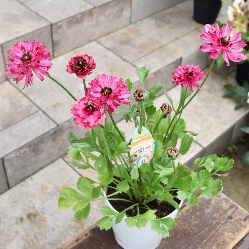 希少品☆現品1点限り!! 綾園芸さんの変わり咲きラナンキュラス