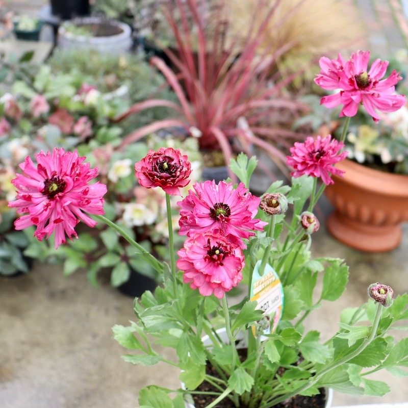 希少品☆現品1点限り!! 綾園芸さんの変わり咲きラナンキュラス