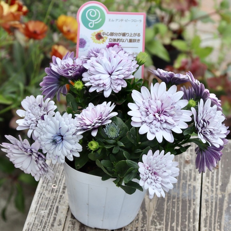 オステオスペルマム❤3苗　抜き苗 オステオスペルマム❤3苗 抜き苗 オステオスペルマム❤3苗 抜き苗 花