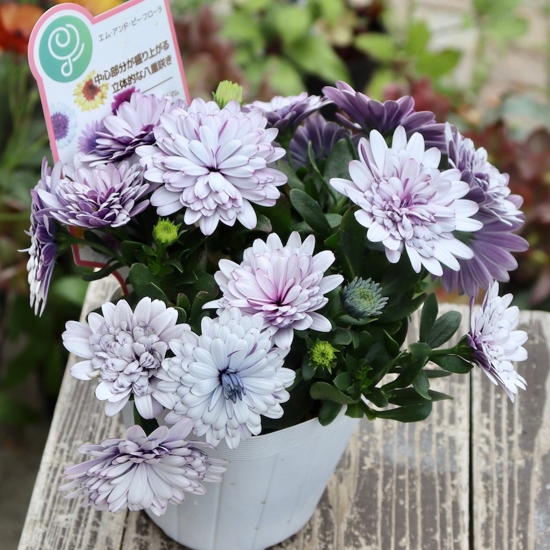 オステオスペルマム❤3苗　抜き苗 オステオスペルマム❤3苗 抜き苗