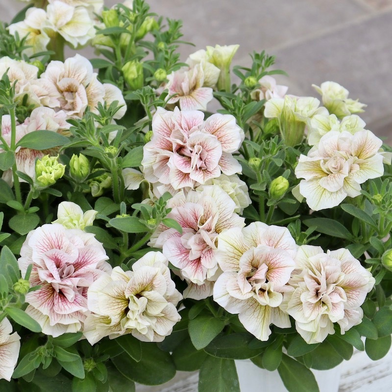 特別取り寄せ☆信頼の桂楓園さんの八重咲きペチュニア「ティー