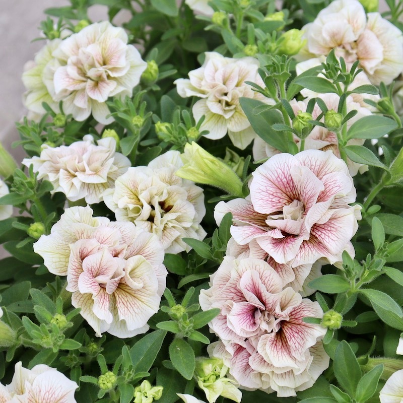 特別取り寄せ☆信頼の桂楓園さんの八重咲きペチュニア「ティー