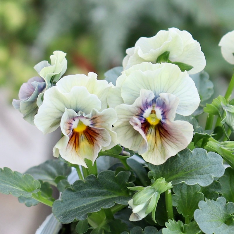 色を選べないからお買得☆お任せ2株セット♪桐生ふぁ~む×花日和さんの