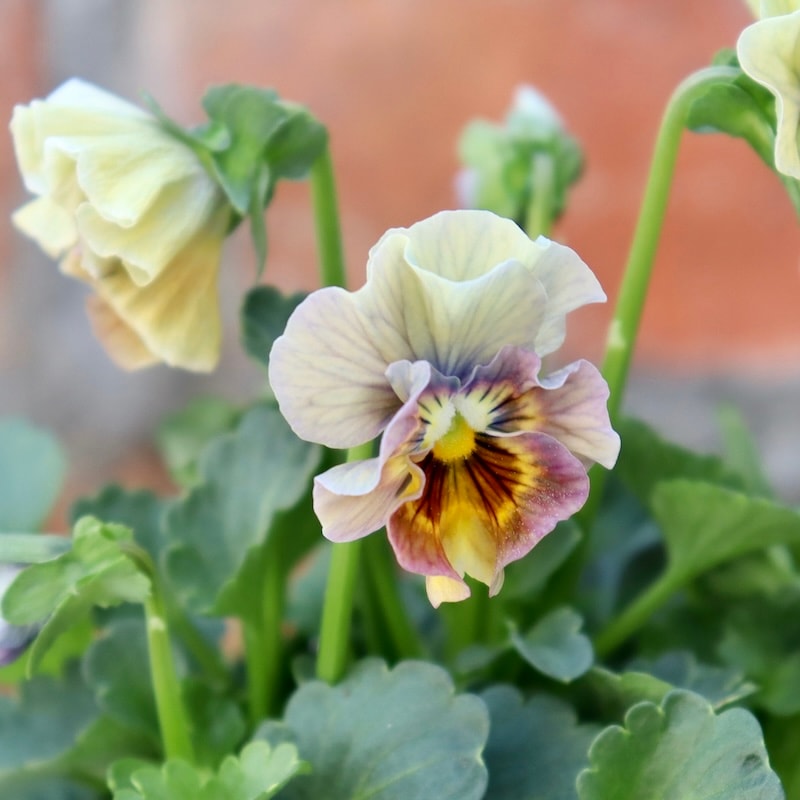 色を選べないからお買得☆お任せ2株セット♪桐生ふぁ~む×花日和さんの