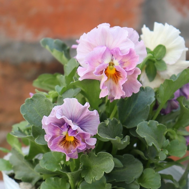 色を選べないからお買得☆お任せ2株セット♪桐生ふぁ~む×花日和さんの