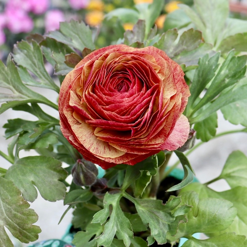 画像の現品!!うえたオリジナル・ラナンキュラス「エトワール」25-28番