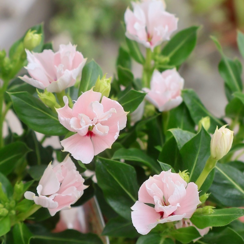5.セツブンソウ　八重咲　2花 MDAwMDAxNDU3OA_MC4zNTc2MDMwMCA