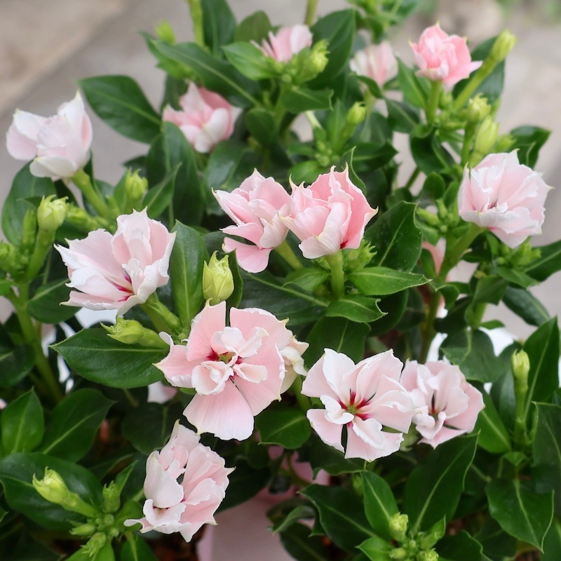 2株植えのボリューム株♪花日和さんの八重咲きニチニチソウ「ソラリス