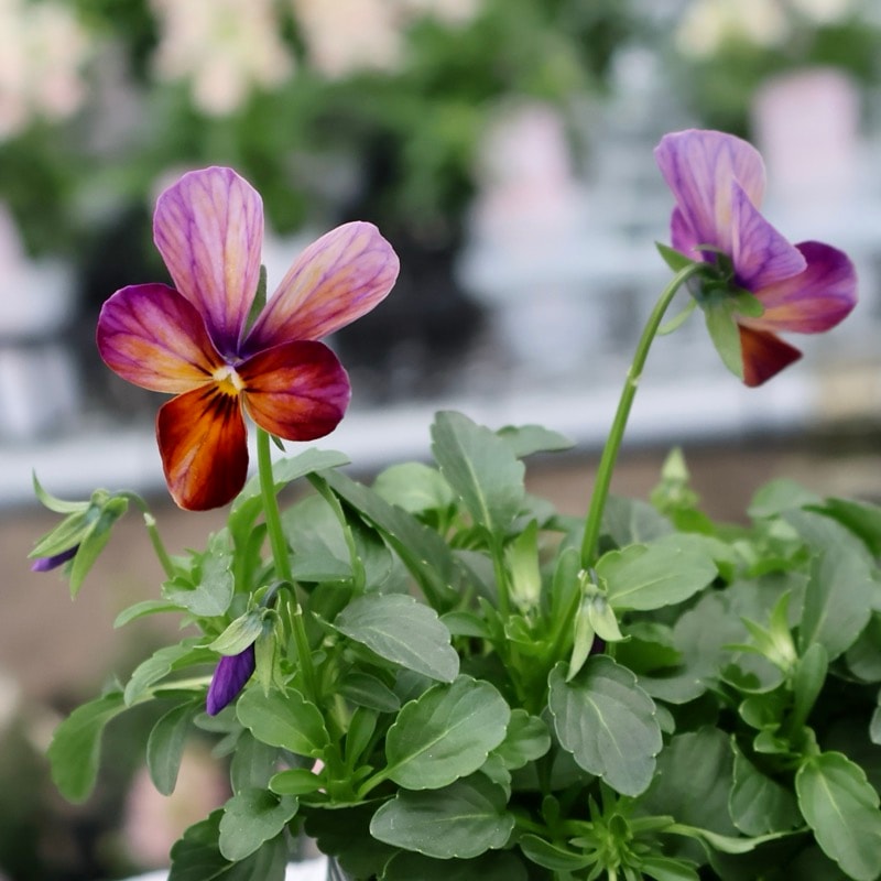 画像の現品1点限り☆ゲブラさん育種の個性派ビオラ「アマゾネス」73番