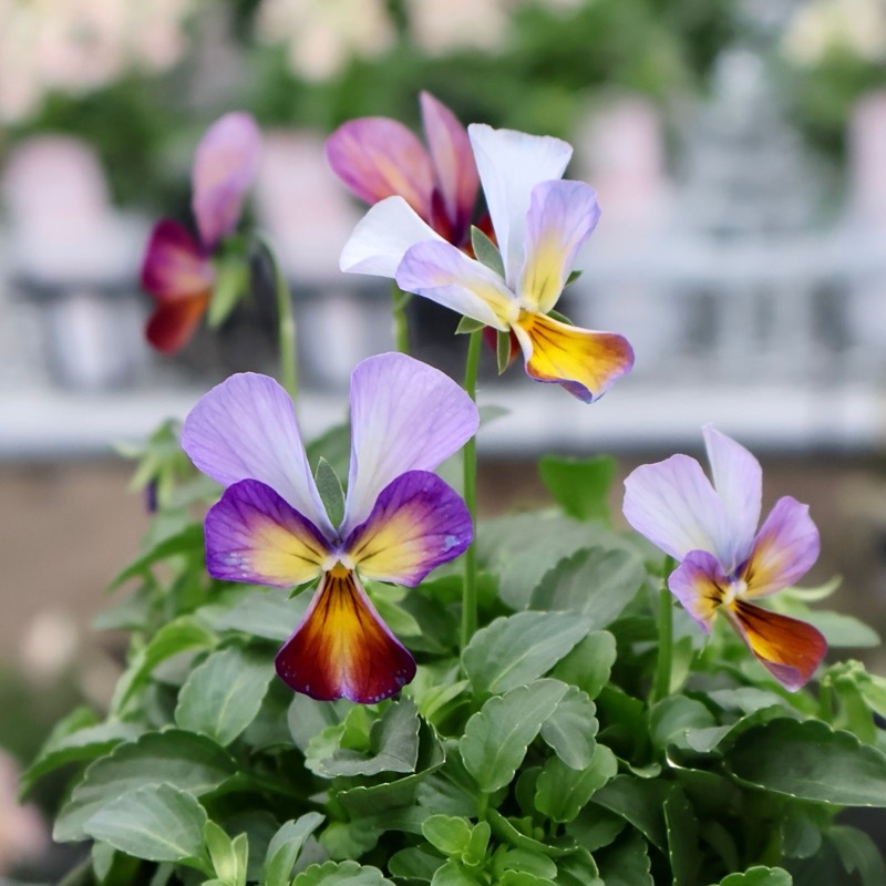 画像の現品1点限り☆ゲブラさん育種の個性派ビオラ「アマゾネス」73番