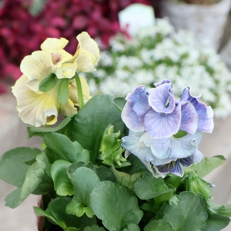 画像の現品1点限り☆Rガーデンさんのアンティークフリルパンジー