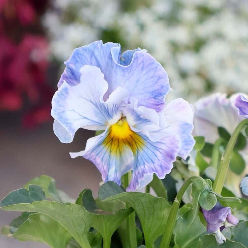 画像の現品1点限り☆Rガーデンさんのアンティークフリルパンジー