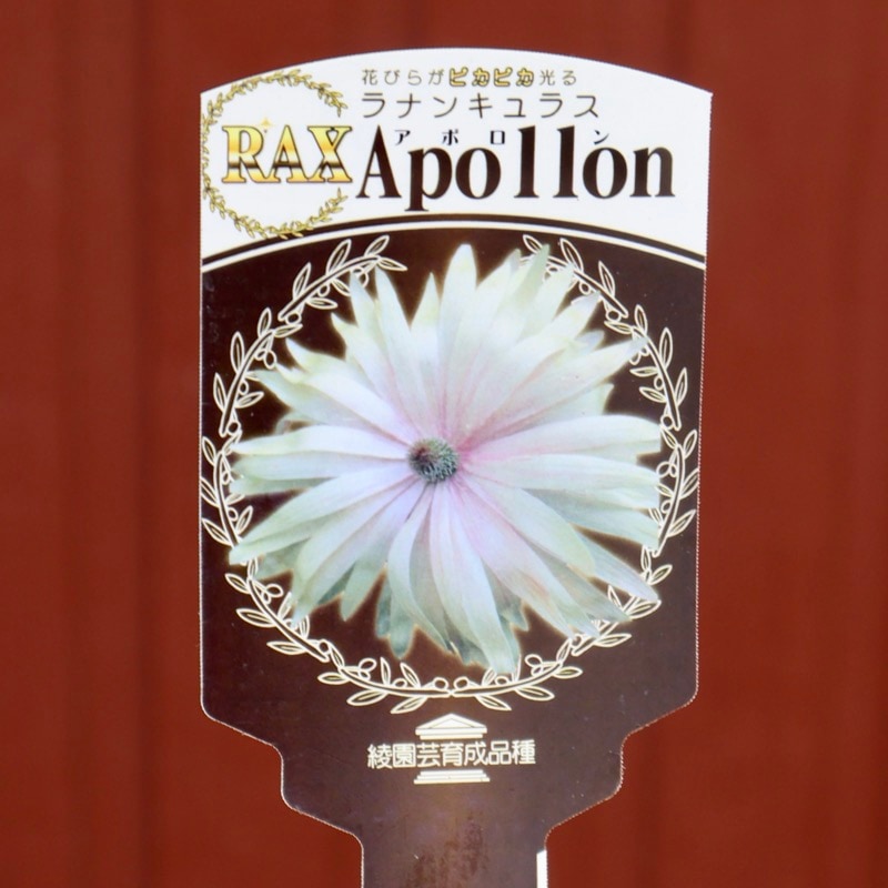 来年のための花後の株☆ラナンキュラス・ラックス「アポロン」(3.5号