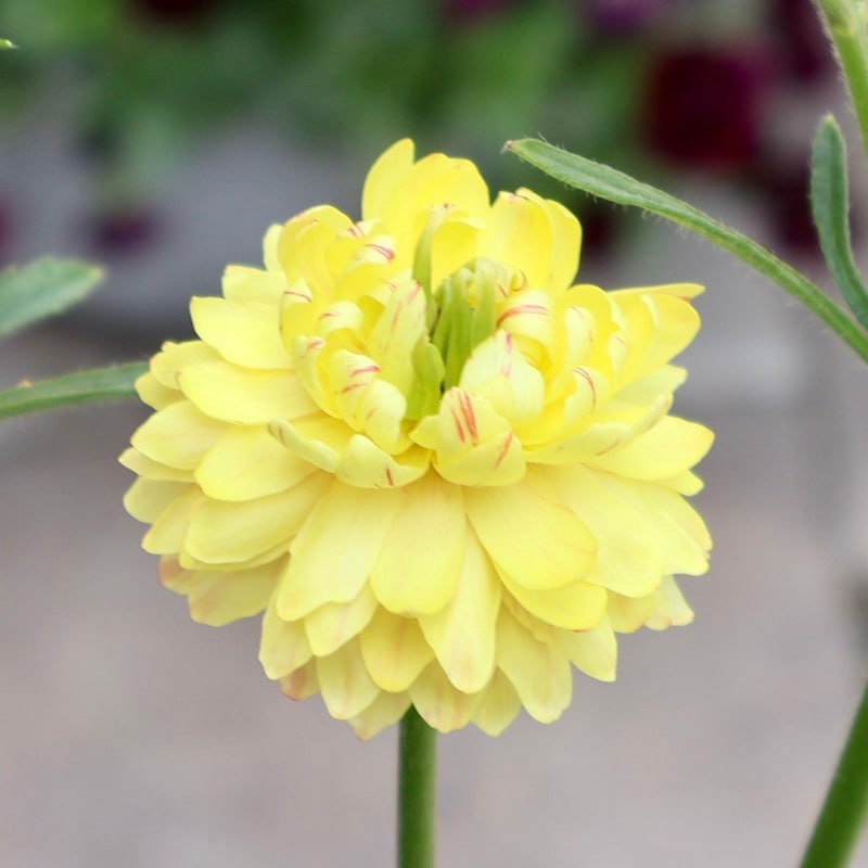 来年のための花後の株☆ラナンキュラス・ラックス「アポロン」(3.5号