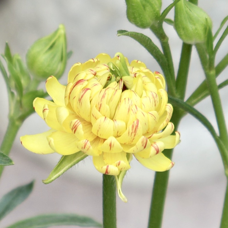 来年のための花後の株☆ラナンキュラス・ラックス「アポロン」(3.5号