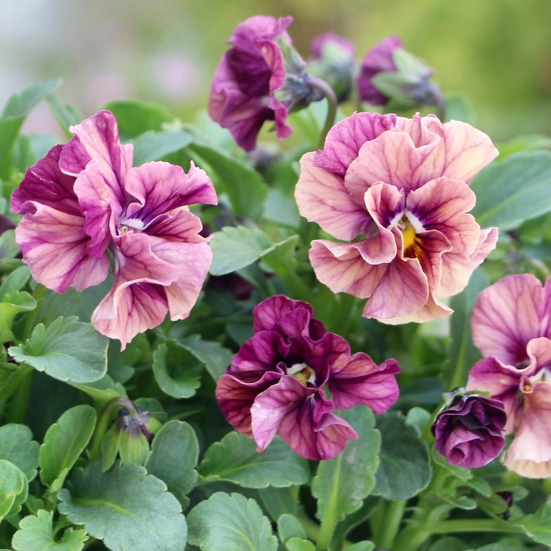 ラスト☆画像で色を選べる!!高知・植田さんのフリル咲きビオラ