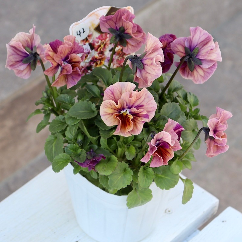 ラスト☆画像で色を選べる!!高知・植田さんのフリル咲きビオラ