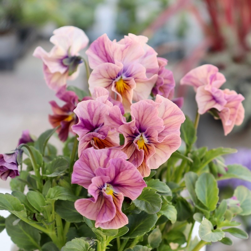 ラスト☆画像で色を選べる!!高知・植田さんのフリル咲きビオラ