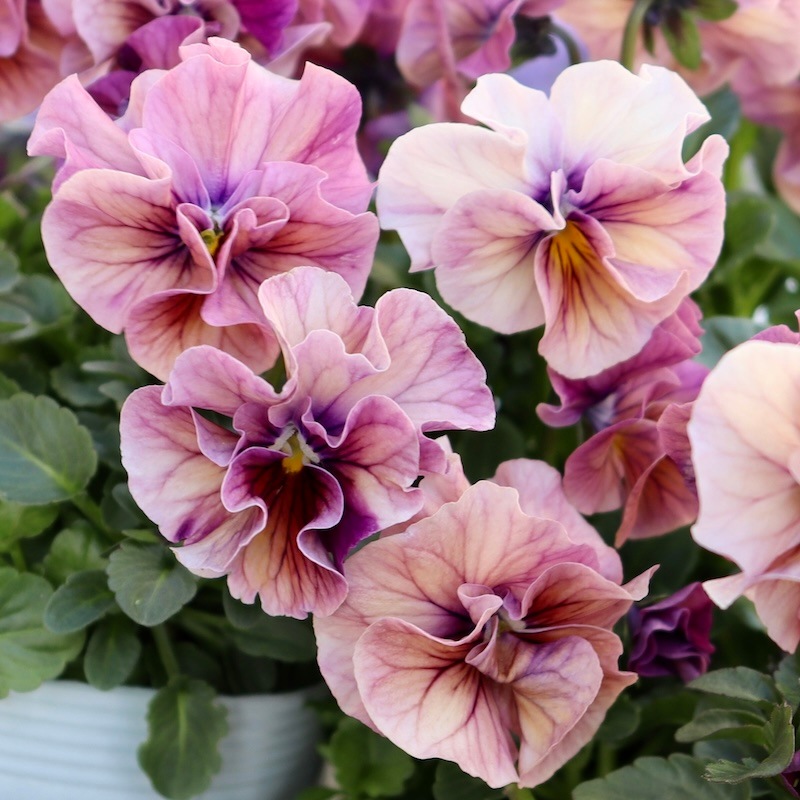 ラスト☆画像で色を選べる!!高知・植田さんのフリル咲きビオラ