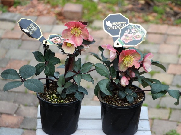 クリスマスローズ・HGC「ピンクフロスト」4.5号鉢