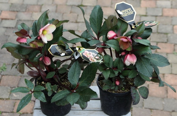 クリスマスローズ・HGC「ピンクフロスト」4.5号鉢