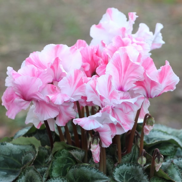 風散歩☆推奨シクラメン「ミルキーガール」＜A＞