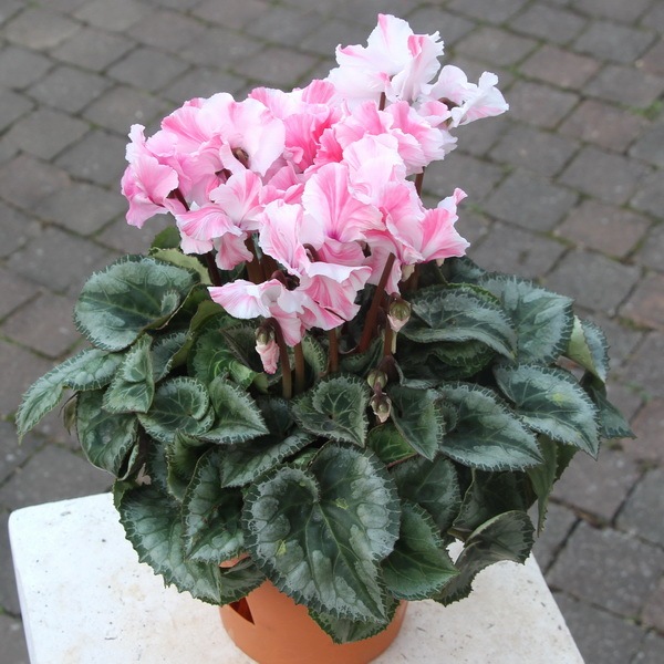 風散歩☆推奨シクラメン「ミルキーガール」＜A＞