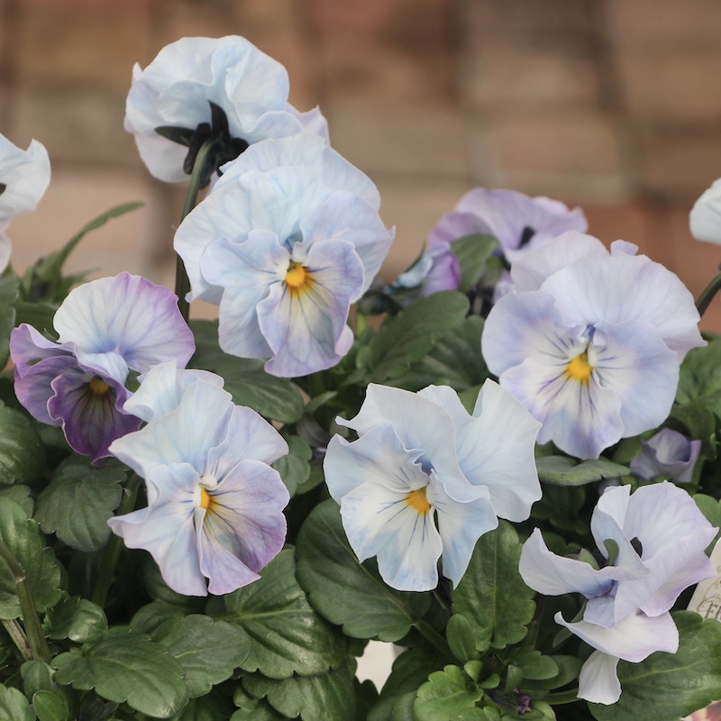 画像の現品!!花日和さんのフリル咲きパンジー「シエルブリエ」＜21-21＞