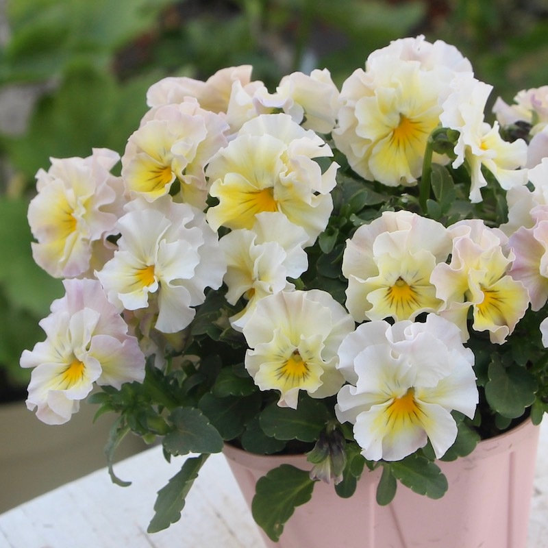 現品1点限り☆花日和さんのフリル咲きビオラ「華あられ」＜22SP-07＞